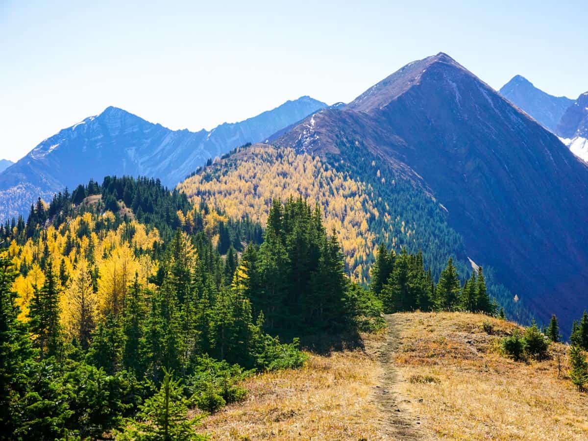 Larch Forest on the Pocaterra Ridge Hike in Kananaskis, near Canmore