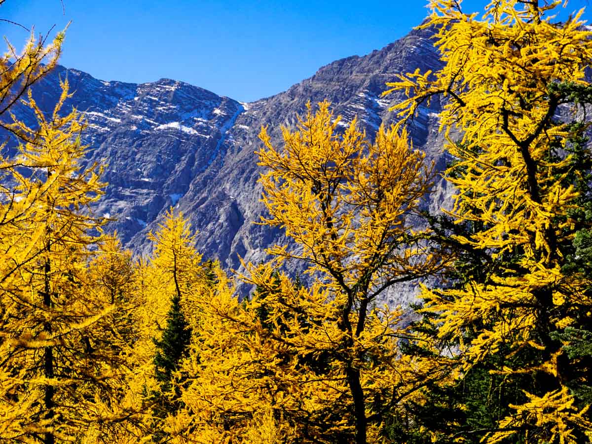 Beautiful larches on the Pocaterra Ridge Hike in Kananaskis, near Canmore