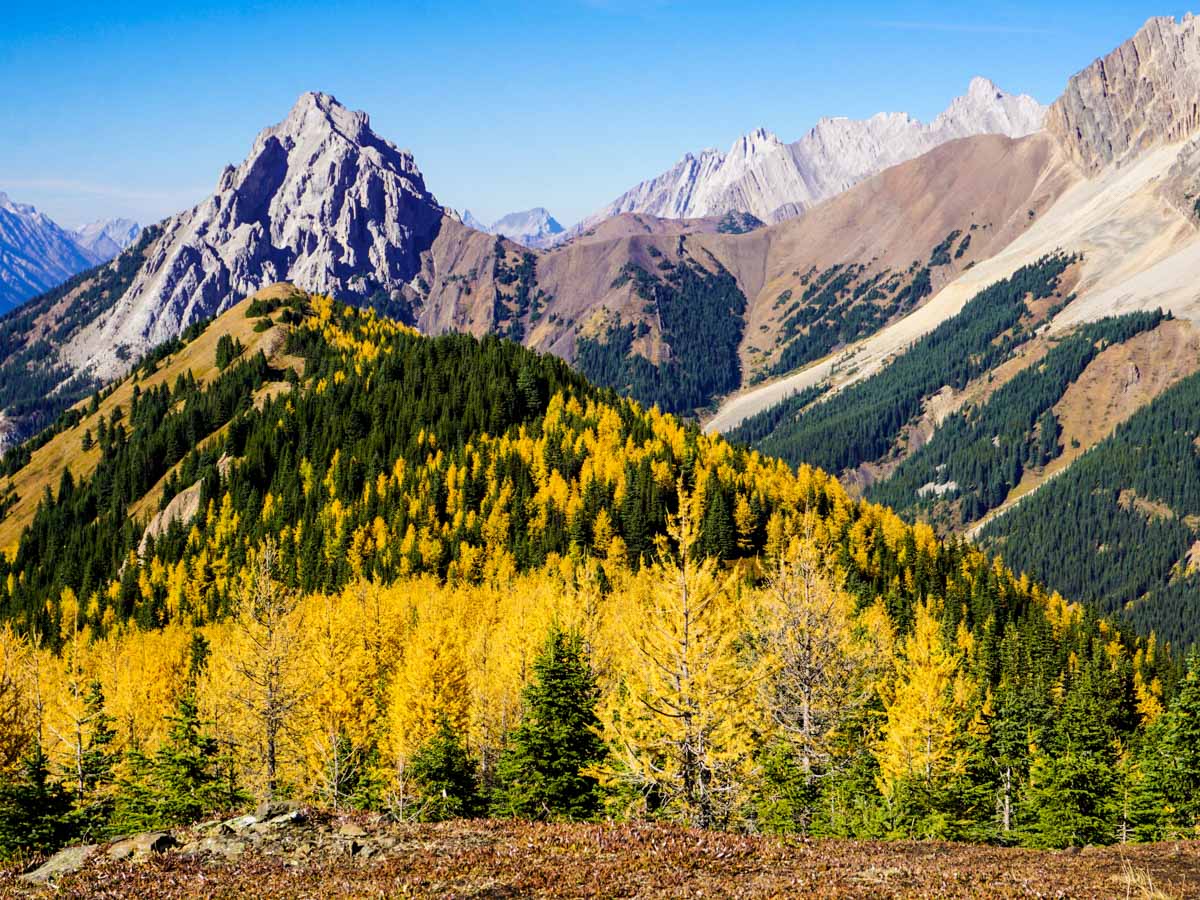 Pocaterra Ridge Hike in Kananaskis (near Canmore) has amazing forest views