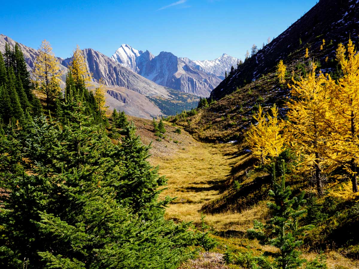 Trail of the Pocaterra Ridge Hike in Kananaskis, near Canmore