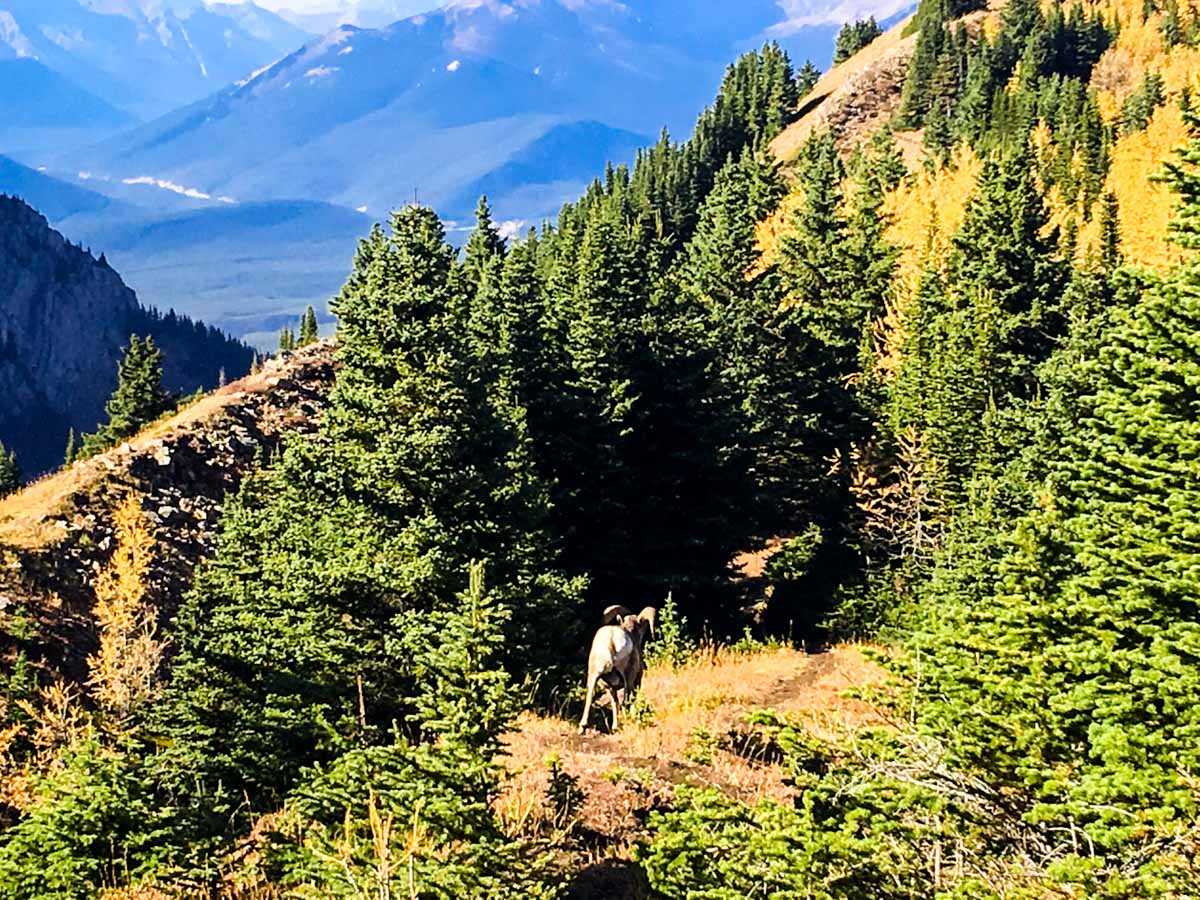 A ram on the Pocaterra Ridge Hike in Kananaskis, near Canmore