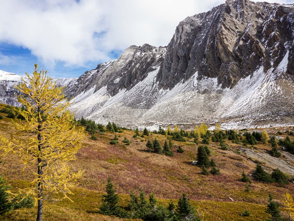 Larche in Autumn on the Ptarmigan Cirque Hike in Kananaskis, near Canmore