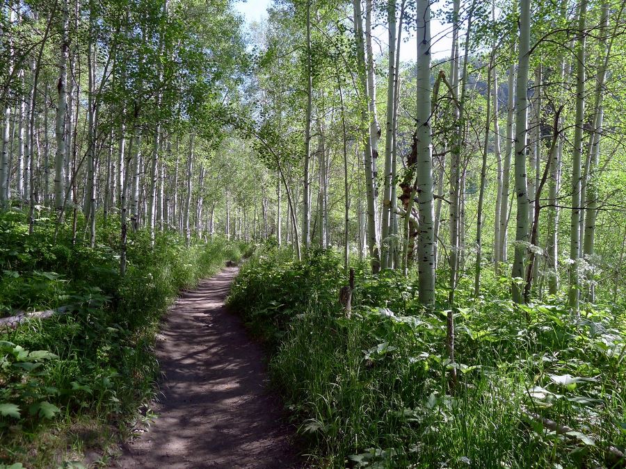 The trail to the Silver Lake in Salt Lake City goes through lush forest