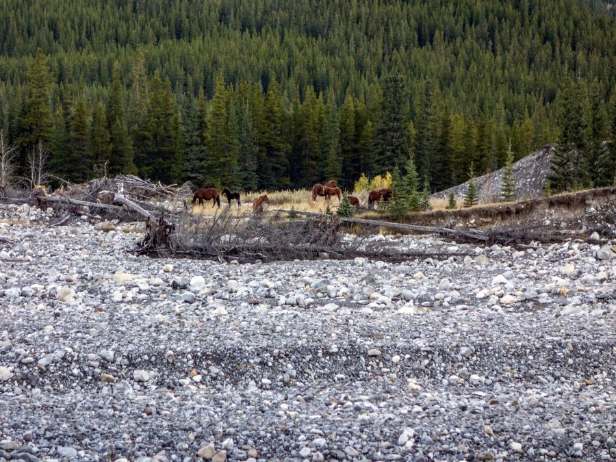 Panorama of the ForgetMeNot Ridge Hike near Bragg Creek, Calgary