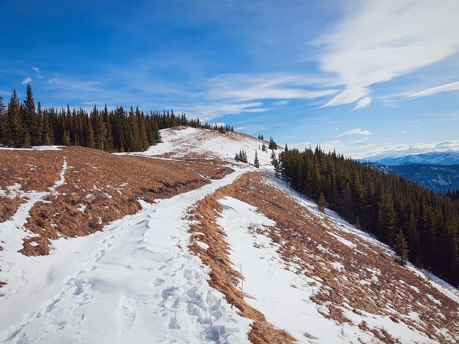 Trail through the wooded meadow of the Moose Mountain Hike from Bragg Creek, Kananaskis