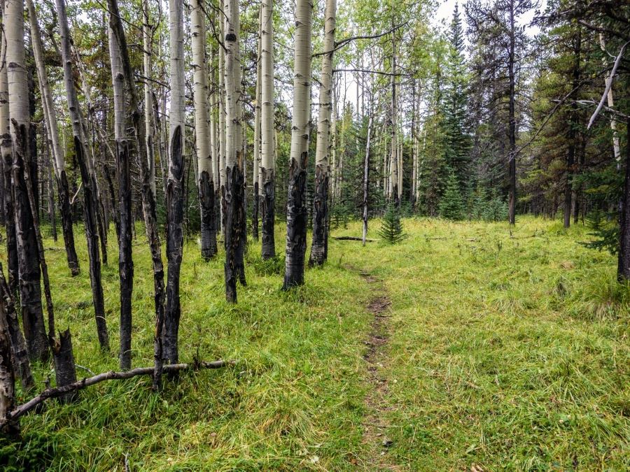 Birch forest on the Volcano Ridge Hike in Sheep River Provincial Park, Kananaskis