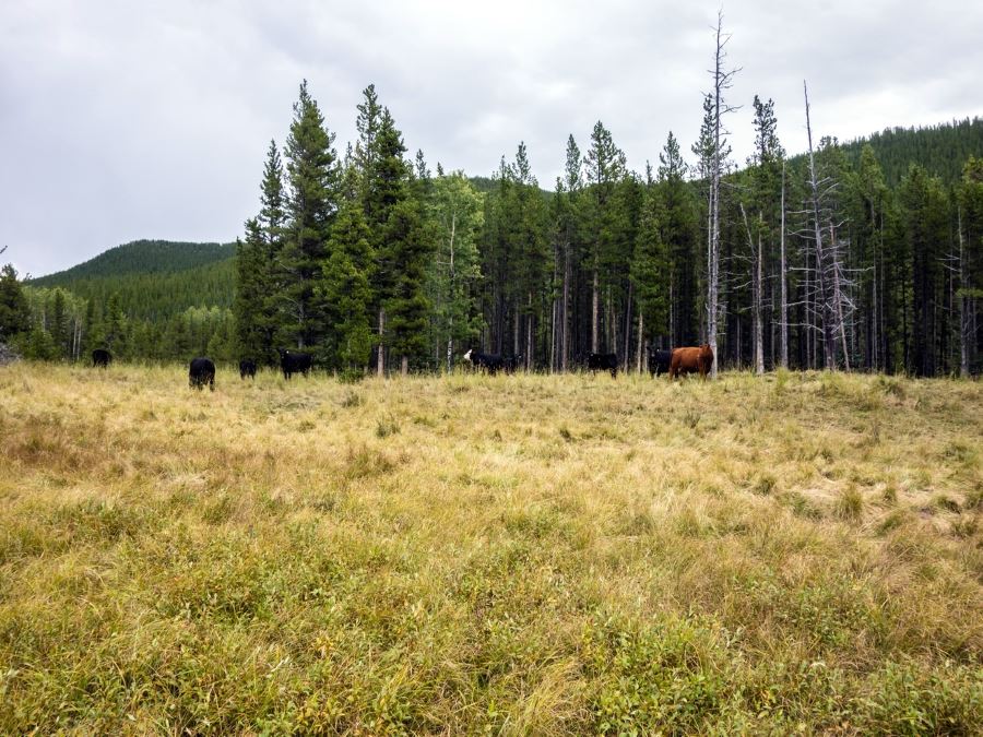 Cows on the Volcano Ridge Hike in Sheep River Provincial Park, Kananaskis