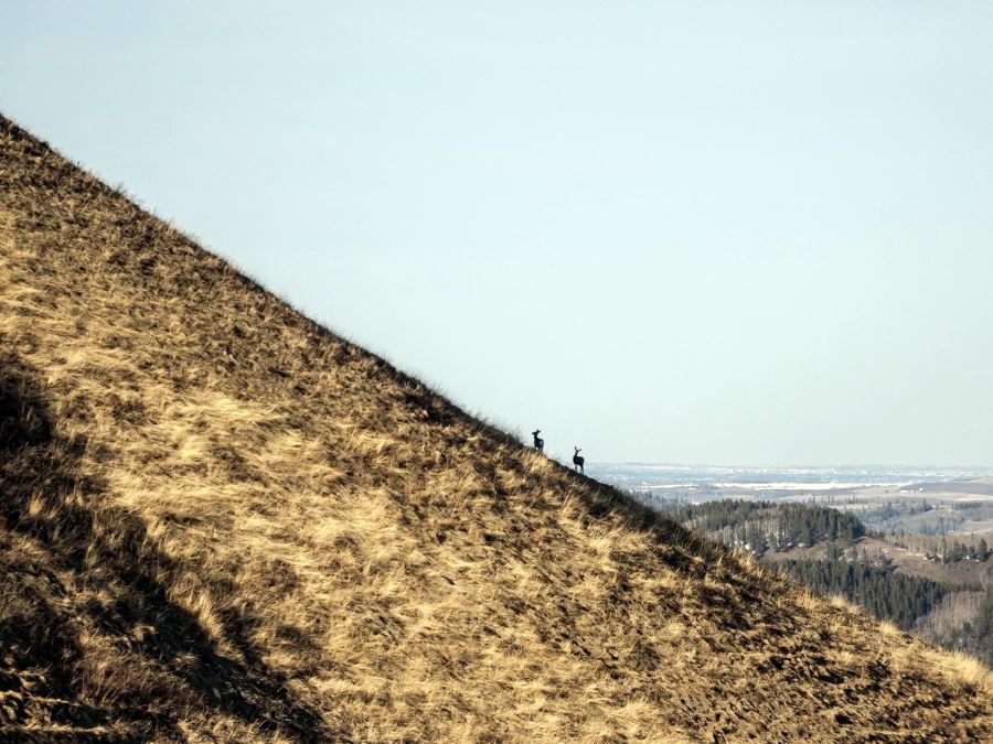 Wildlife on the Mesa Butte hike from Bragg Creek, Kananaskis