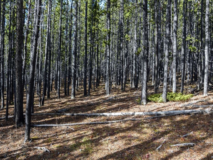 Dense pine forest on the Powderface Ridge Hike near Bragg Creek, Kananaskis