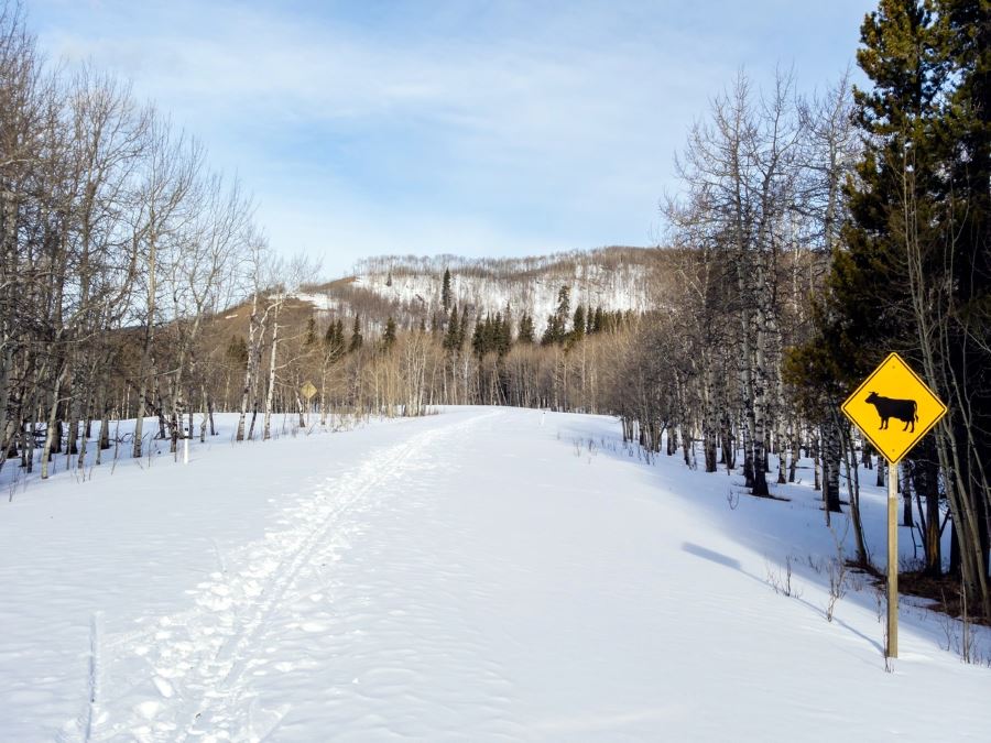 Trail of the Foran Grade and Windy Point Hike in Sheep River Provincial Park, Kananaskis