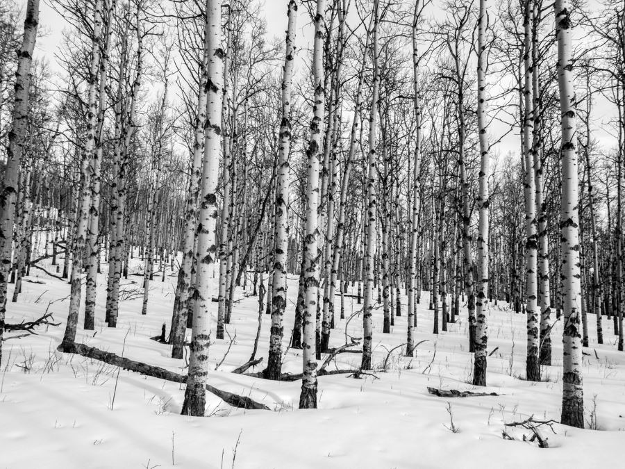 Birch forest on the Foran Grade and Windy Point Hike in Sheep River Provincial Park, Kananaskis