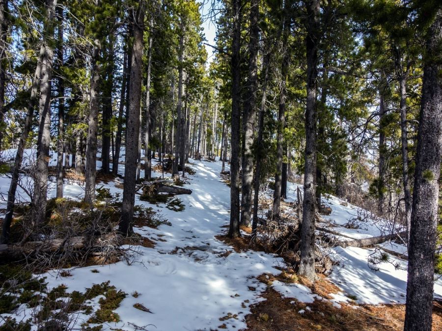 Trail through the forest on the Foran Grade and Windy Point Hike in Sheep River Provincial Park, Kananaskis