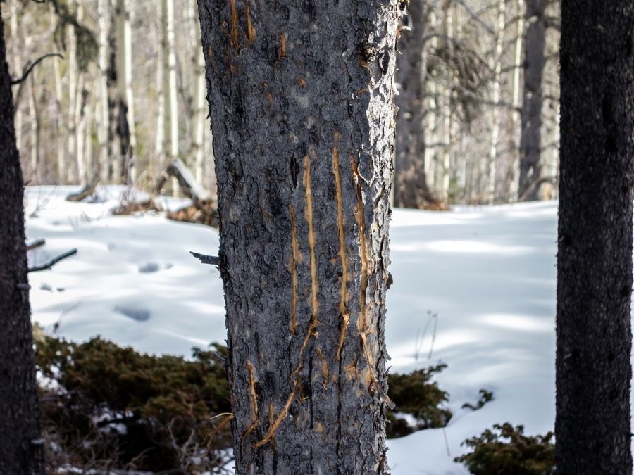 Claw marks on a tree on the Foran Grade and Windy Point Hike in Sheep River Provincial Park, Kananaskis