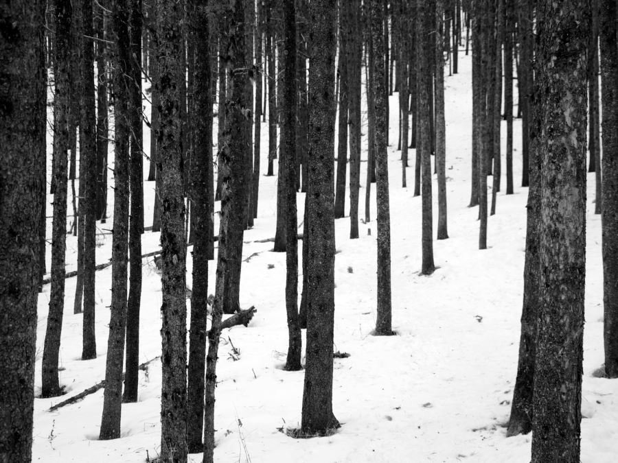 Dense forest along the Prairie Mountain Hike from Bragg Creek, Kananaskis