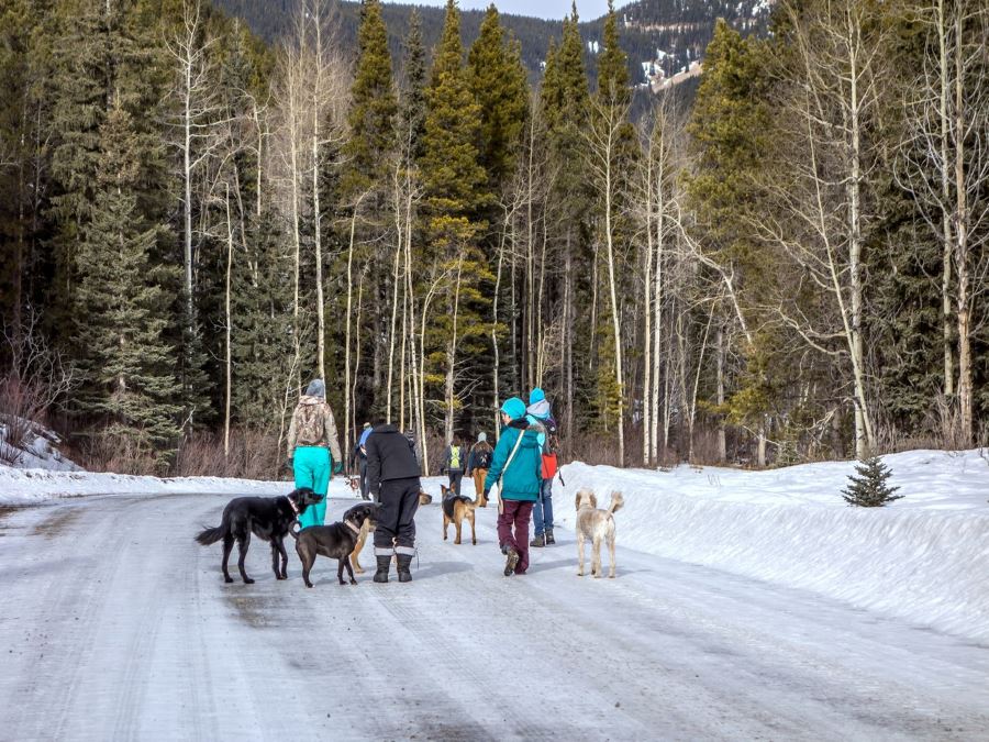 Dogs on the Canyon Creek Ice Caves Hike from Bragg Creek, Kananaskis