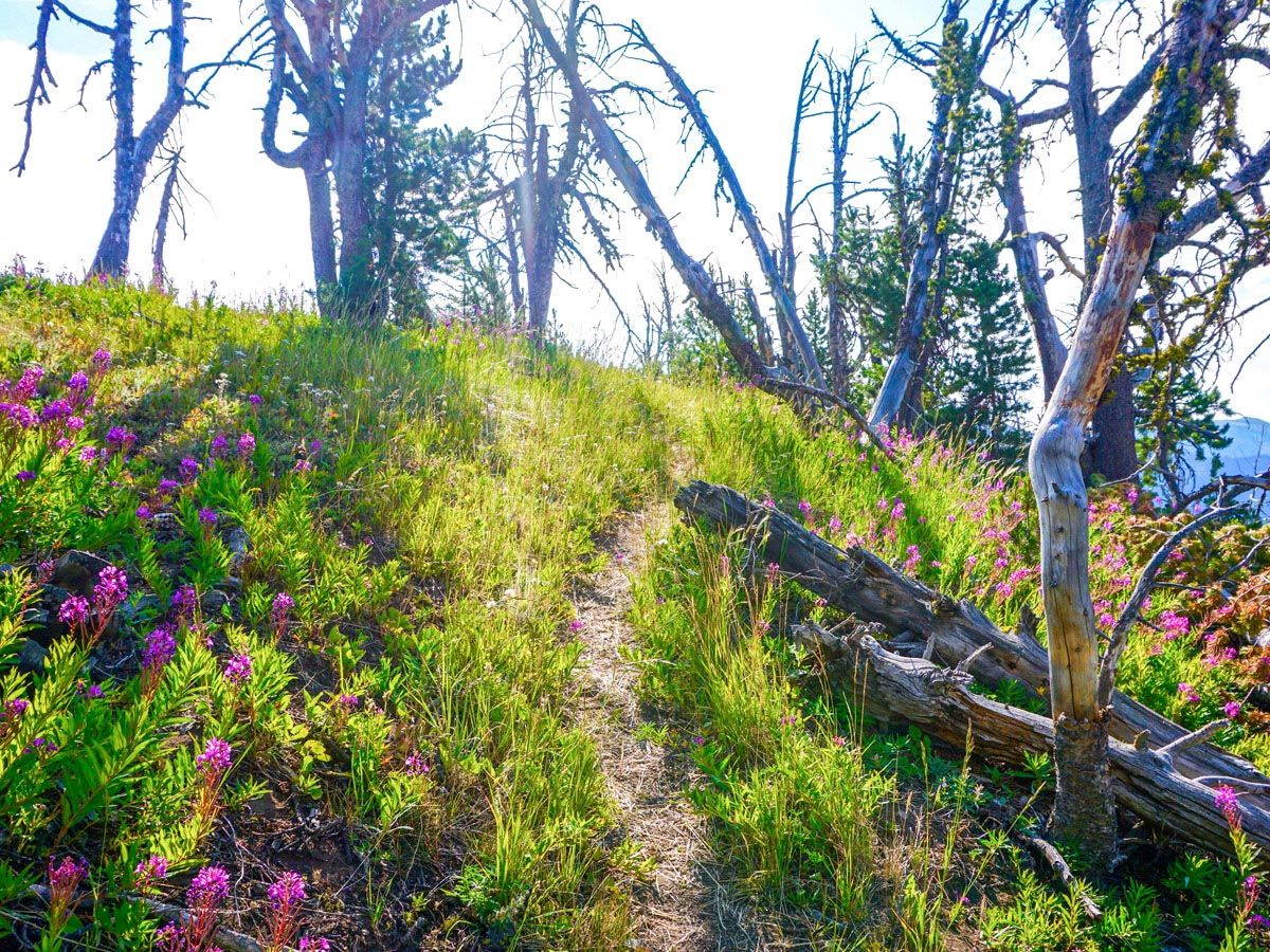 The trail at Sky Rim Hike in Yellowstone National Park