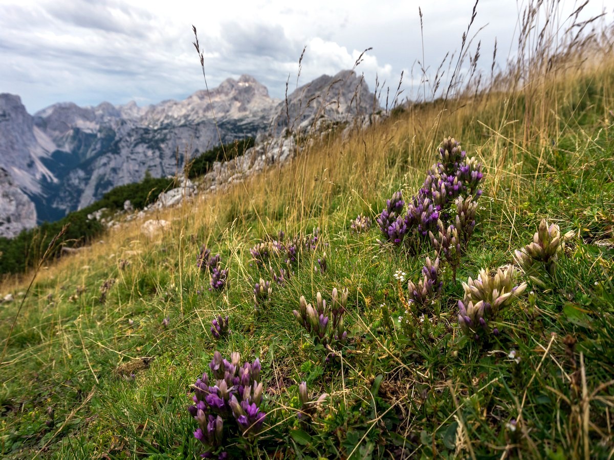 Mountain flowers on Debela Peč trail in Julian Alps, Slovenia