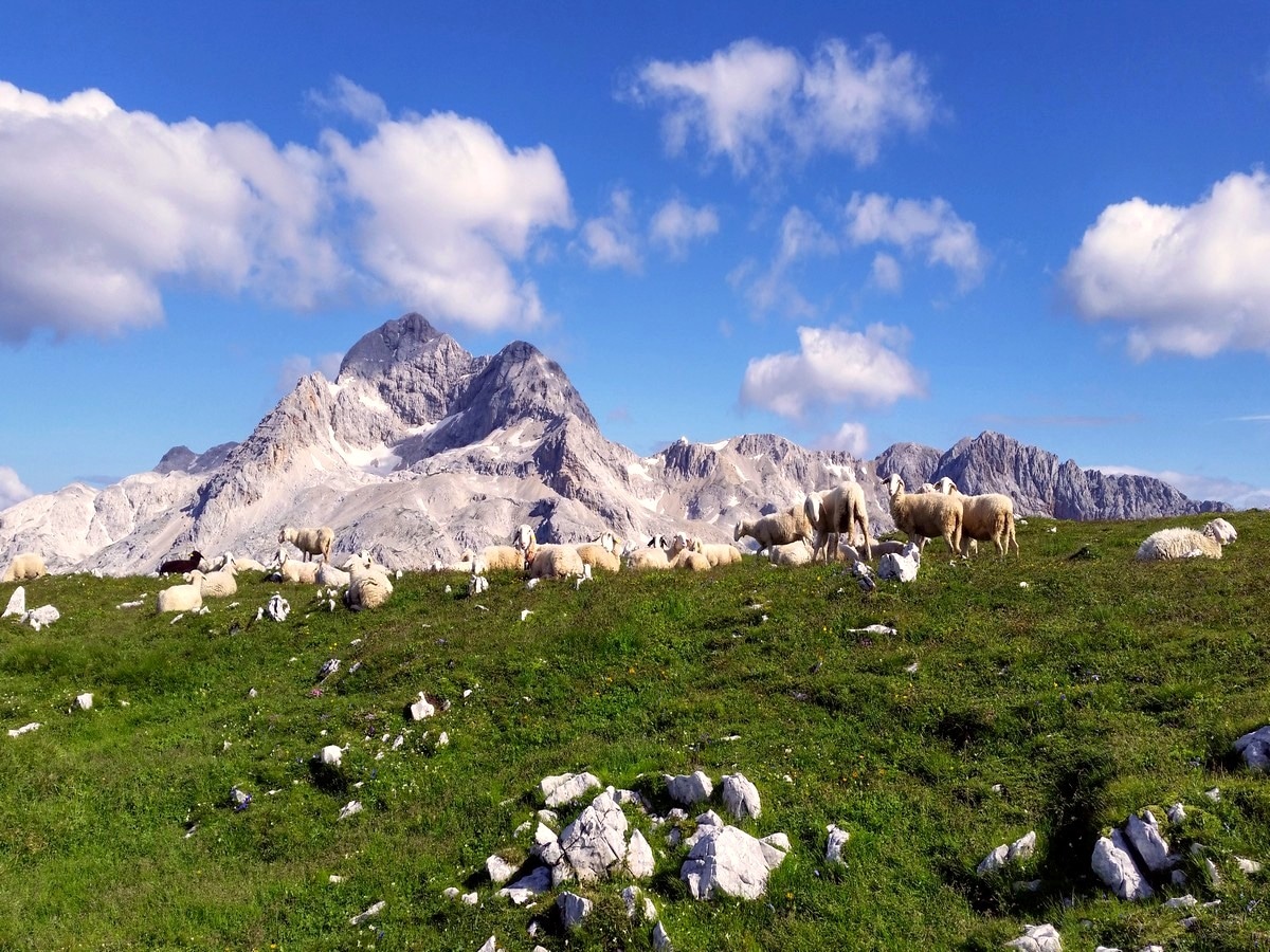 Sheeps resting on the ridge of the Mount Tosc Hike in Julian Alps, Slovenia