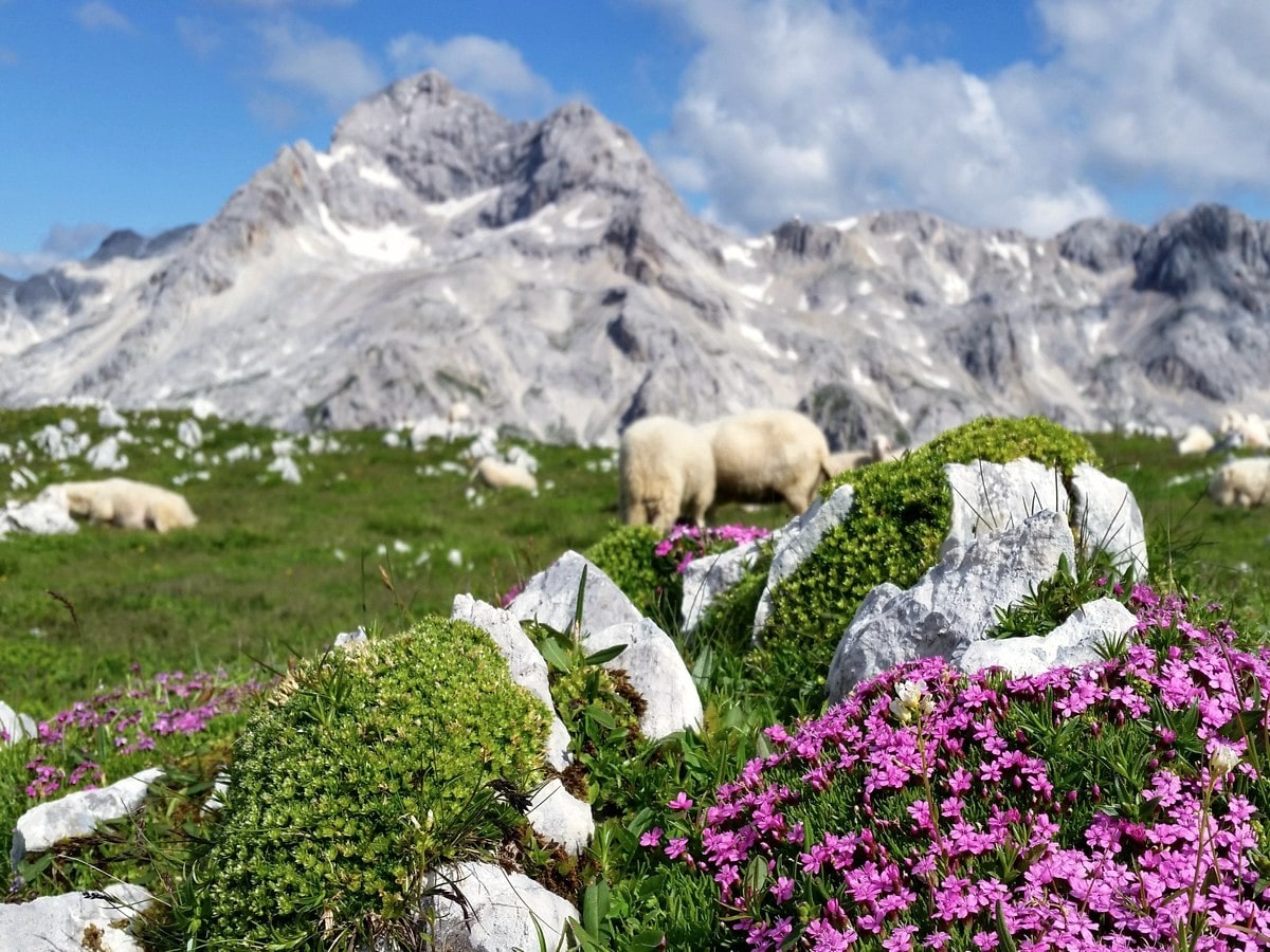 Mountain flowers on top of the Mount Tosc Hike in Julian Alps, Slovenia
