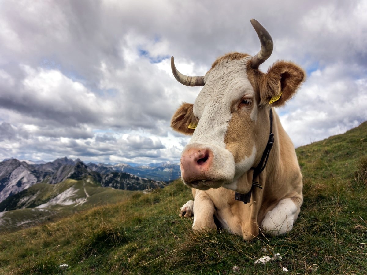 Cow on the Rodica slope on the Vogel and Rodica Hike in Julian Alps, Slovenia