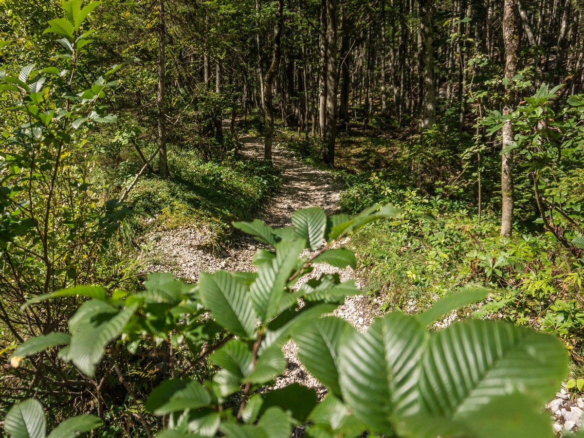 Forrest path in Krma valley on the Kredarica Hike in Julian Alps, Slovenia