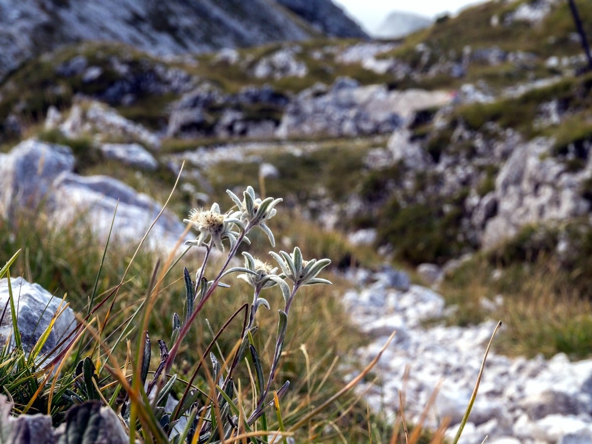 Planika flower Edelweiss on Komna and Lanževica Hike in Julian Alps, Slovenia