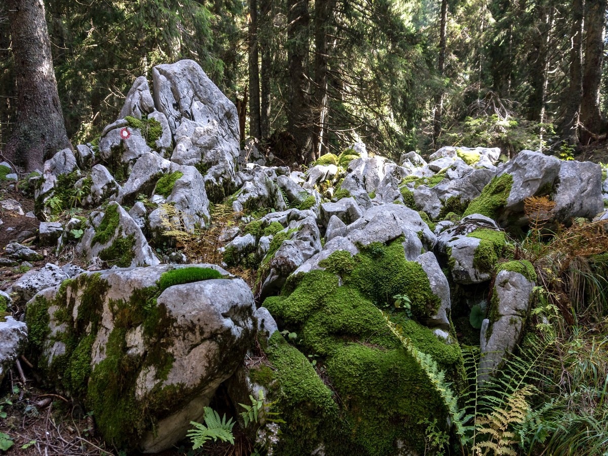 Views of the Bohinj Pastures Route Hike in Julian Alps, Slovenia