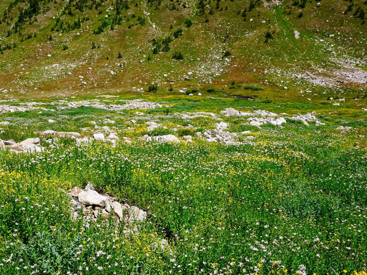 Flowers at Lake Solitude Hike in Grand Teton National Park