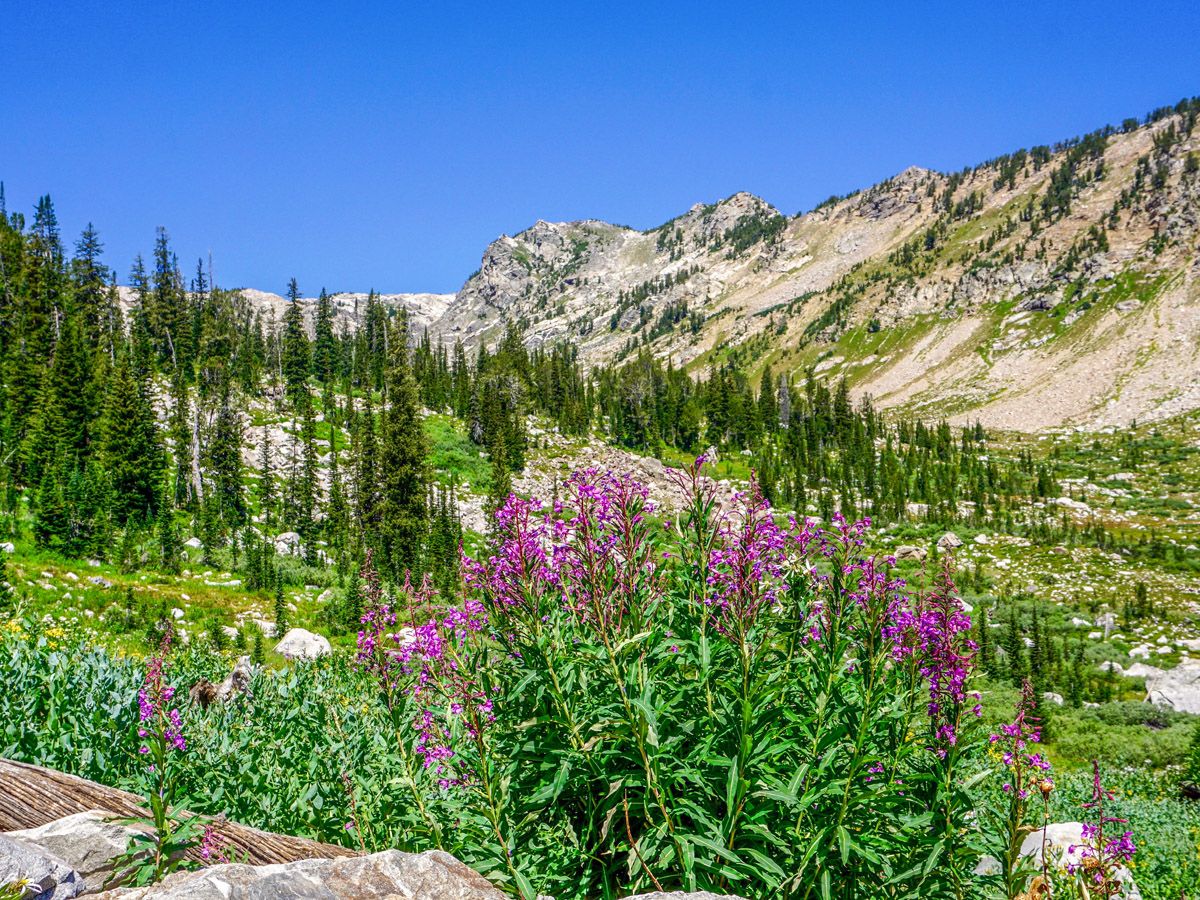 Flowers at Lake Solitude Hike in Grand Teton National Park