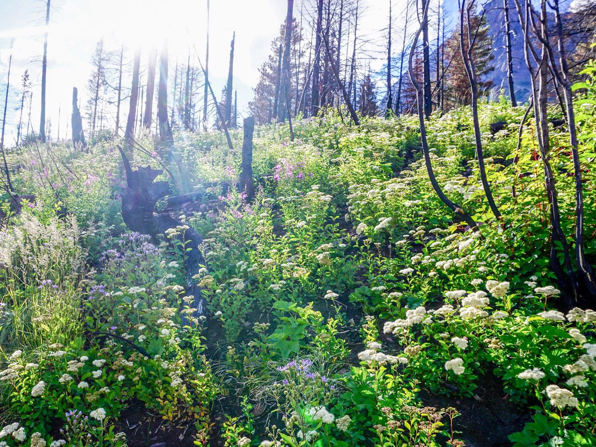 Flowers at St Mary and Virginia Falls Hike in Glacier National Park