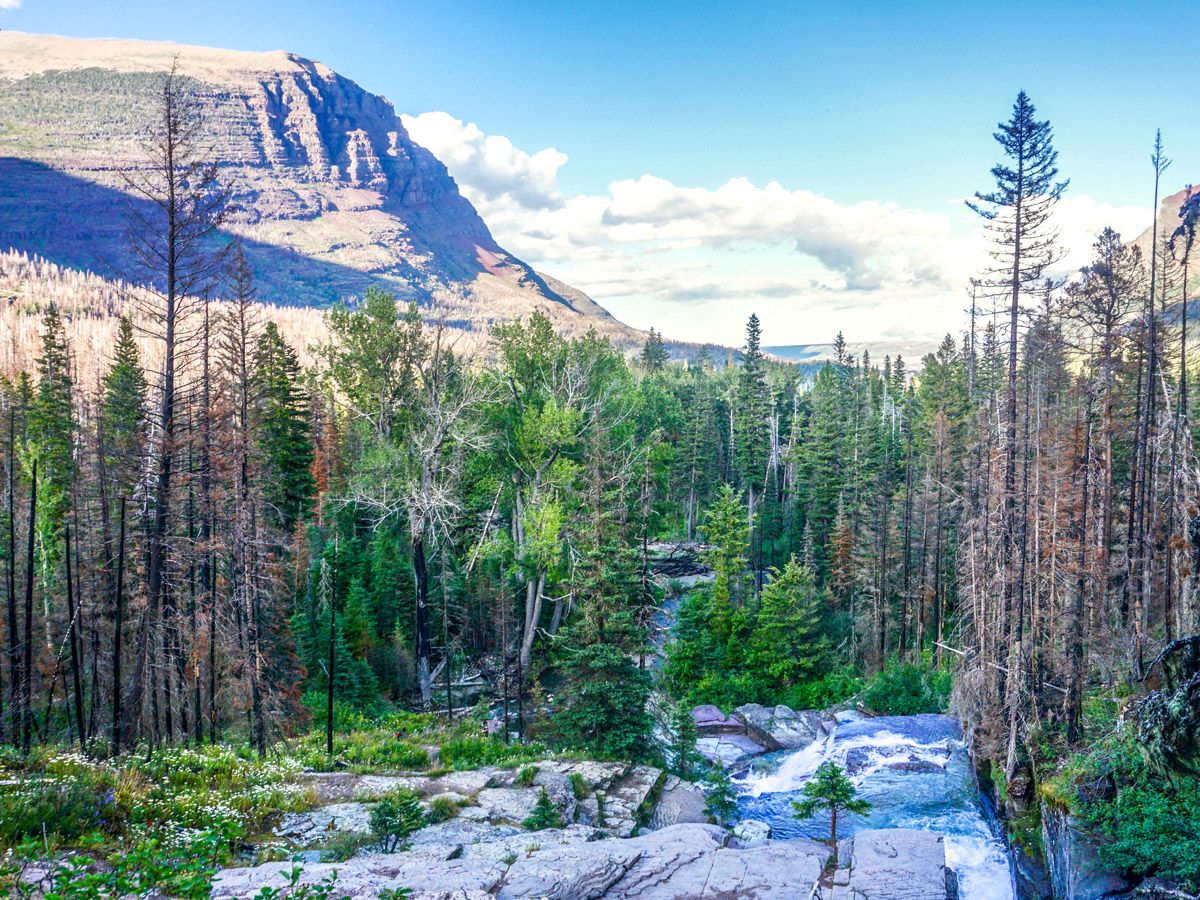 Forest at St Mary and Virginia Falls Hike in Glacier National Park