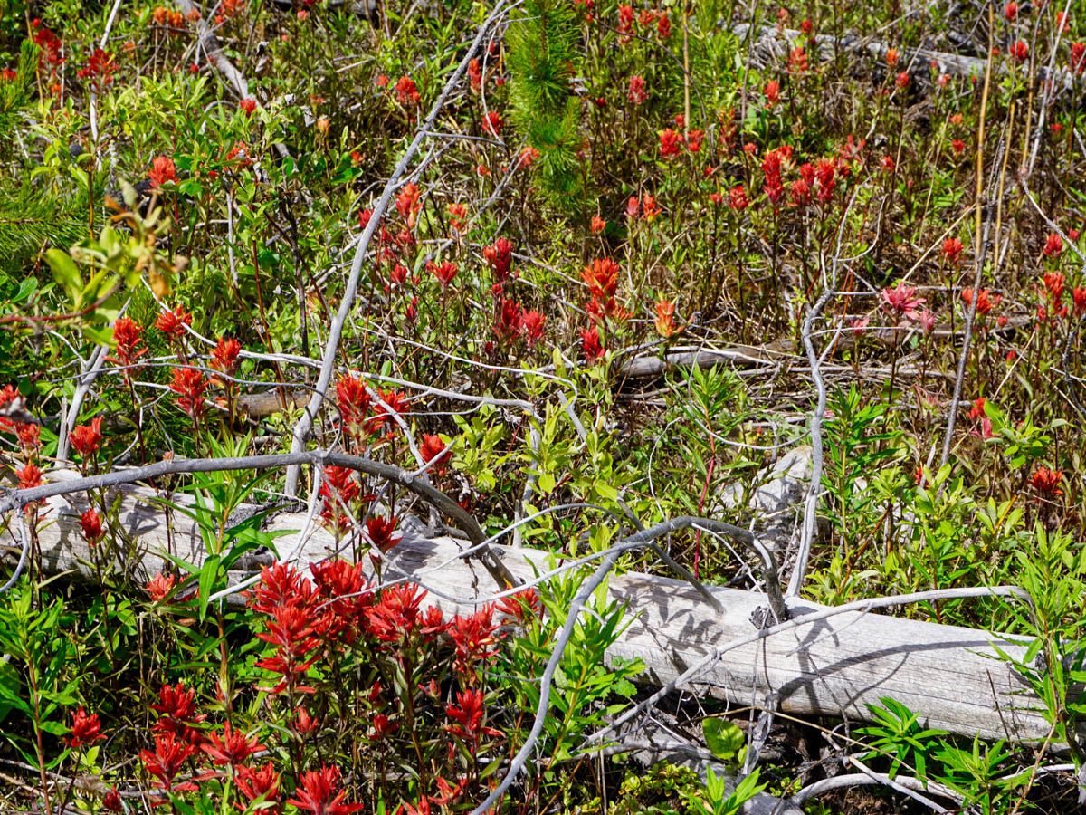 Flowers in icefield on the Stanley Glacier Hike in Kootenay National Park, Canadian Rocky Mountains