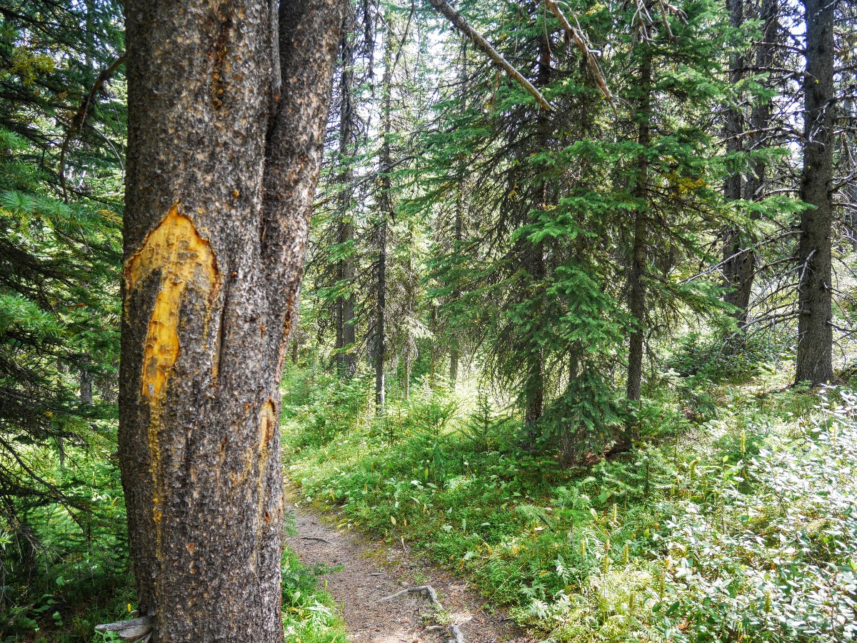 Trail marking on the tree on the Sunset Viewpoint and Pass Hike from the Icefields Parkway near Banff National Park