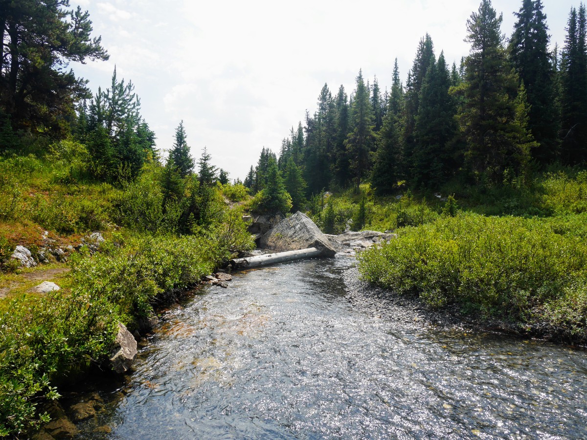 Norman Creek on the Sunset Viewpoint and Pass Hike from the Icefields Parkway near Banff National Park