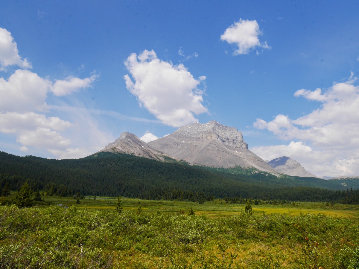 Mt Coleman from Norman Meadow on the Sunset Viewpoint and Pass Hike from the Icefields Parkway near Banff National Park