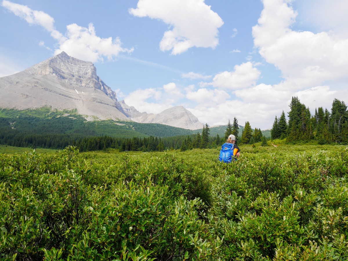 Hiking through chest high willows on the Sunset Viewpoint and Pass Hike from the Icefields Parkway near Banff National Park