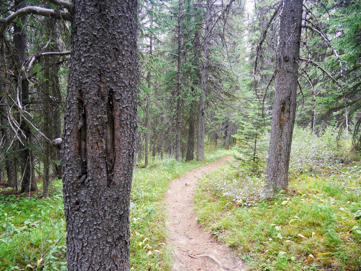 Tree markings made from pioneering outfitters on the Sunset Viewpoint and Pass Hike from the Icefields Parkway near Banff National Park