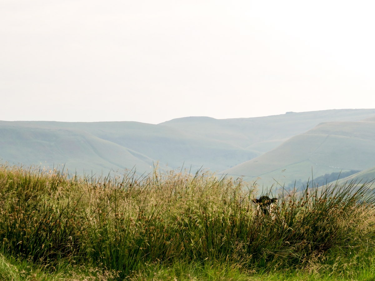 Sheep hiding behind the grass on Mam Tor Circular Hike in Peak District, England