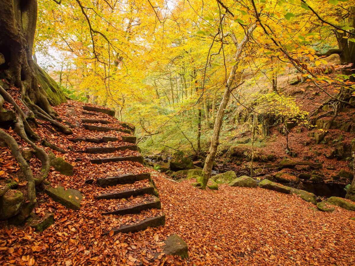 Yarncliffe Wood on the Padley Gorge Hike in Peak District, England