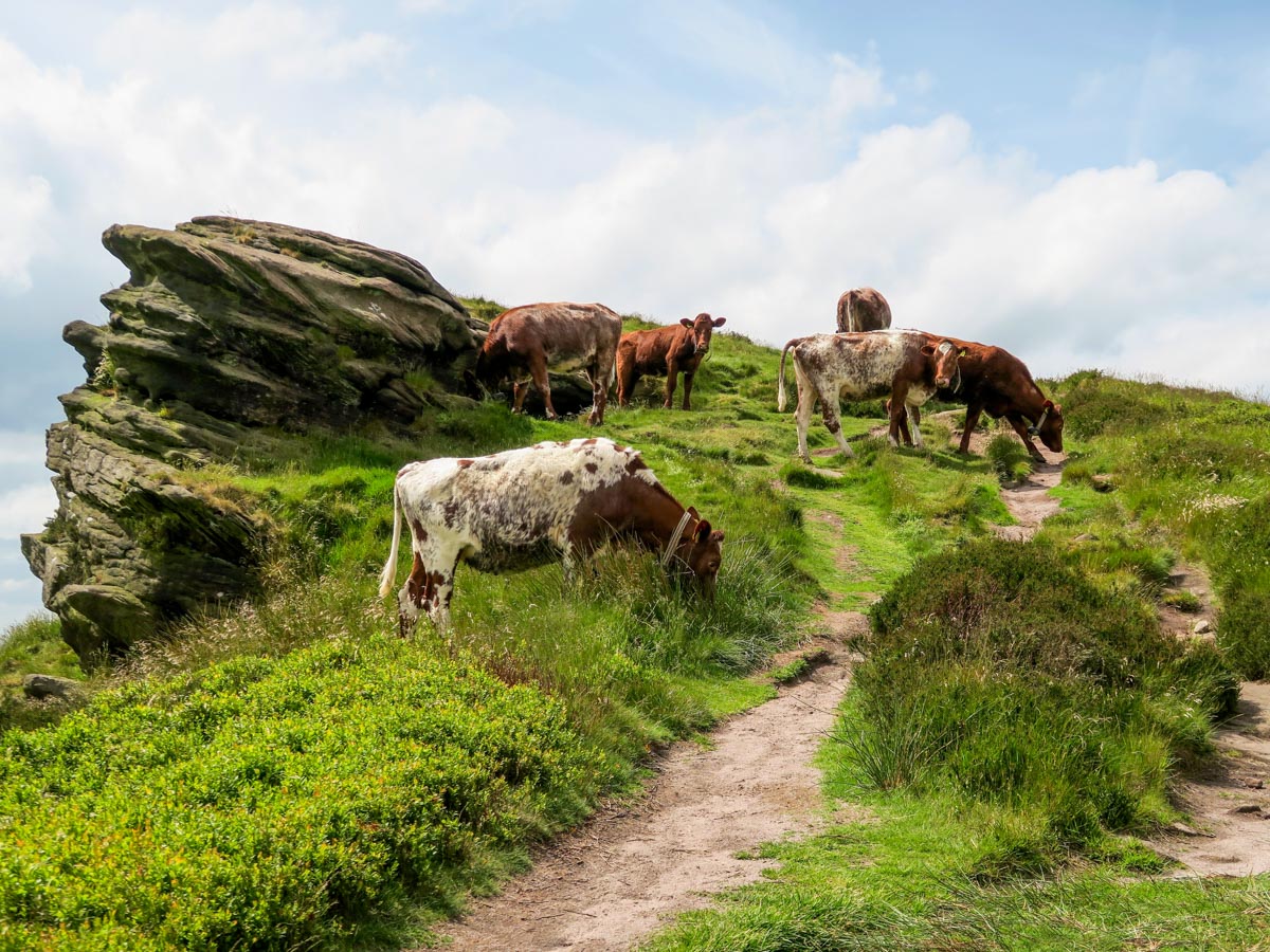 Cattle on The Roaches and Lud's Church Hike in Peak District, England