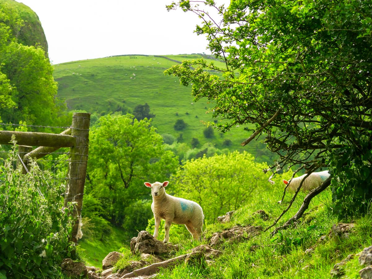 Local traffic on the trails on Thor's Cave and The Manifold Valley Hike in Peak District, England