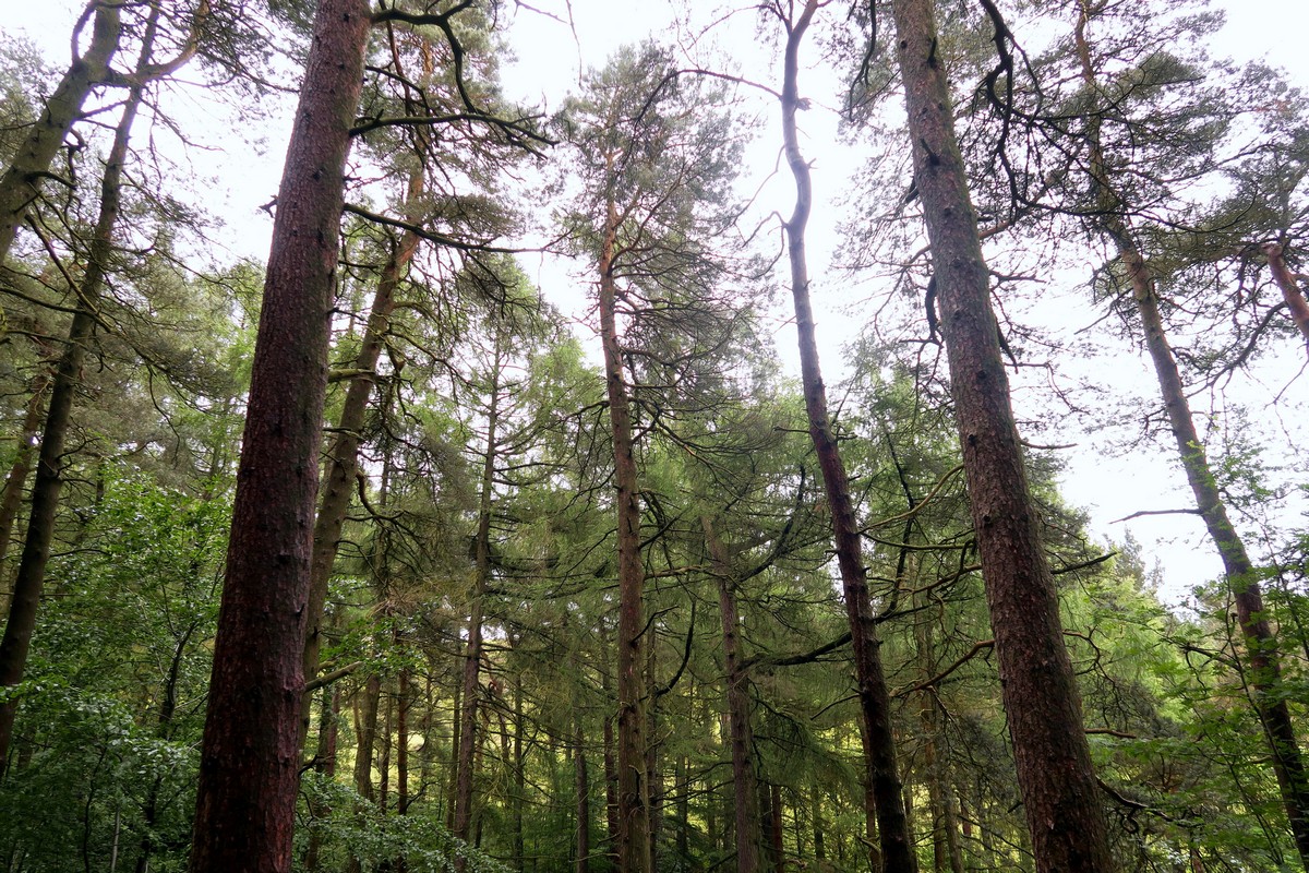 Woodland behind North Lees Hall from the Stanage Edge from Hathersage Hike in Peak District, England