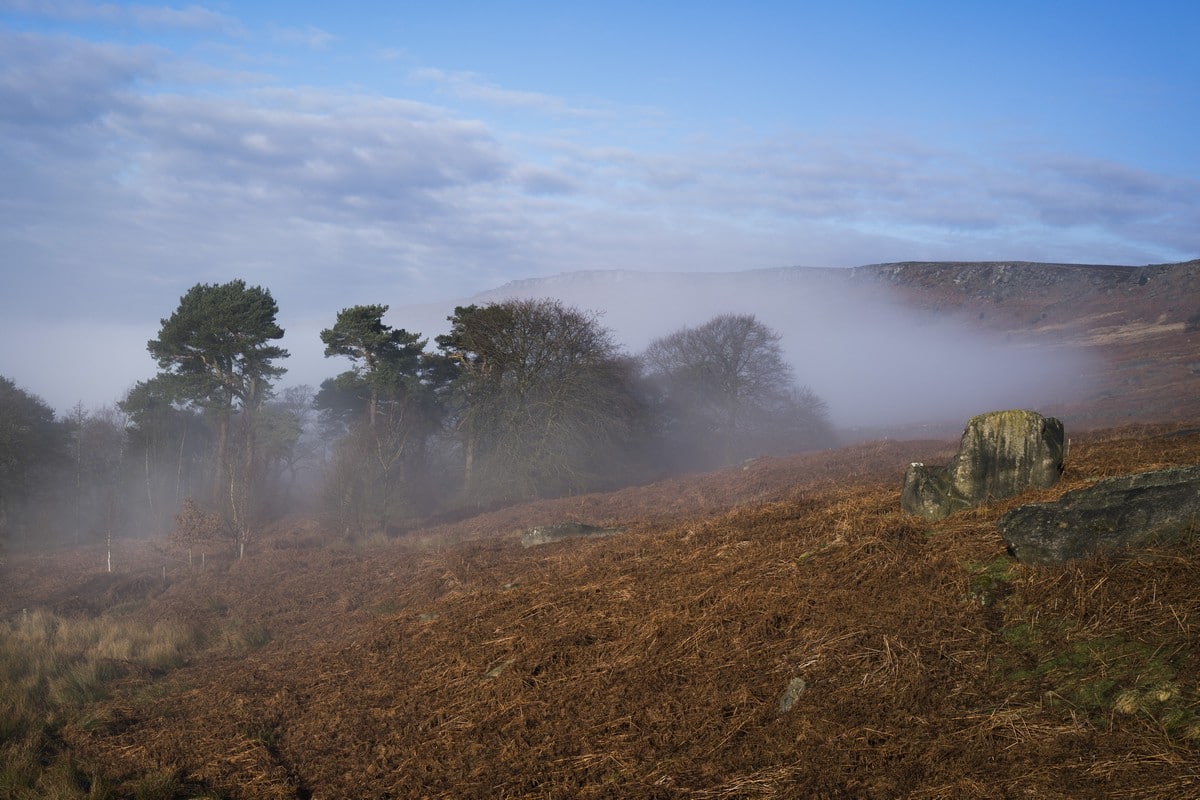 Plantation in the autumn on the Stanage Edge from Hathersage Hike in Peak District, England