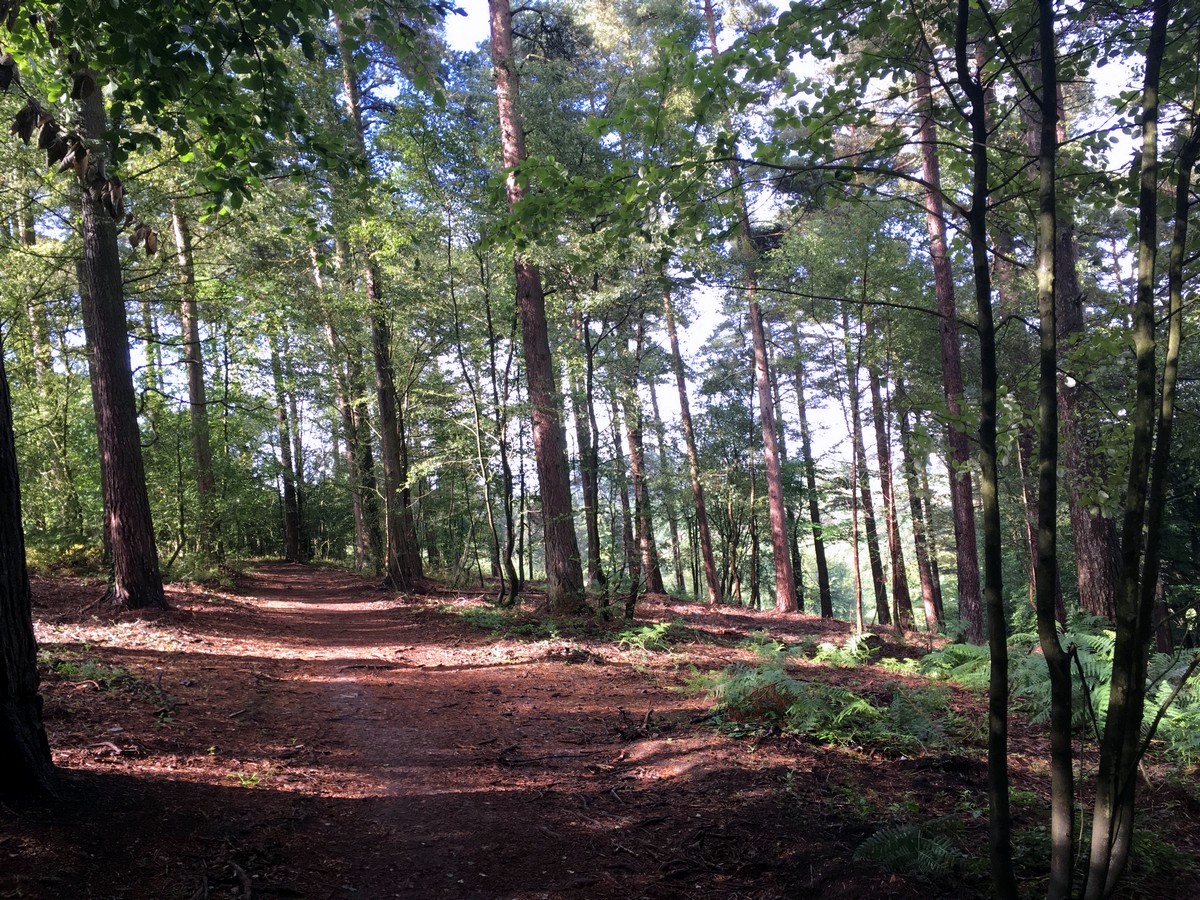 Trail through the beech hangar on the Temple of the Winds Hike in South Downs, England