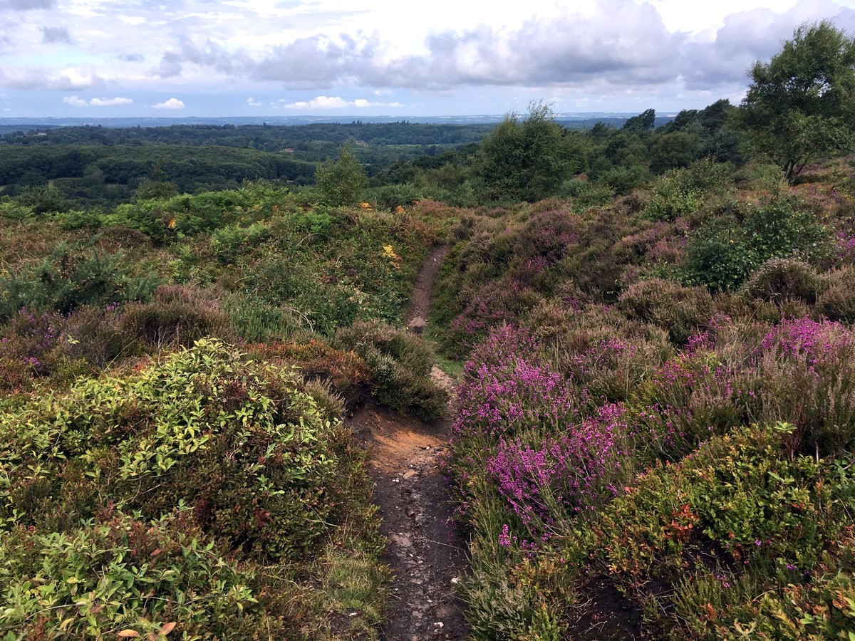 Trail across Black Down on the Temple of the Winds Hike in South Downs, England