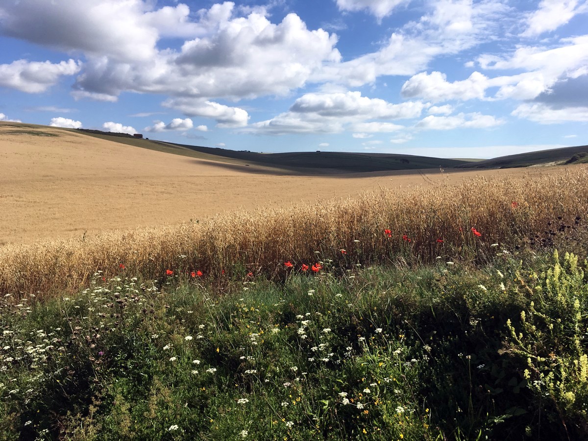 Wildflowers and farmer fields on the East Dean, Beachy Head and Birling Gap Hike in South Downs, England