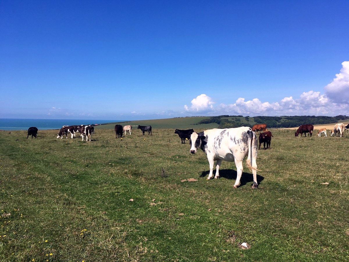 Cows on the trail of the East Dean, Beachy Head and Birling Gap Hike in South Downs, England