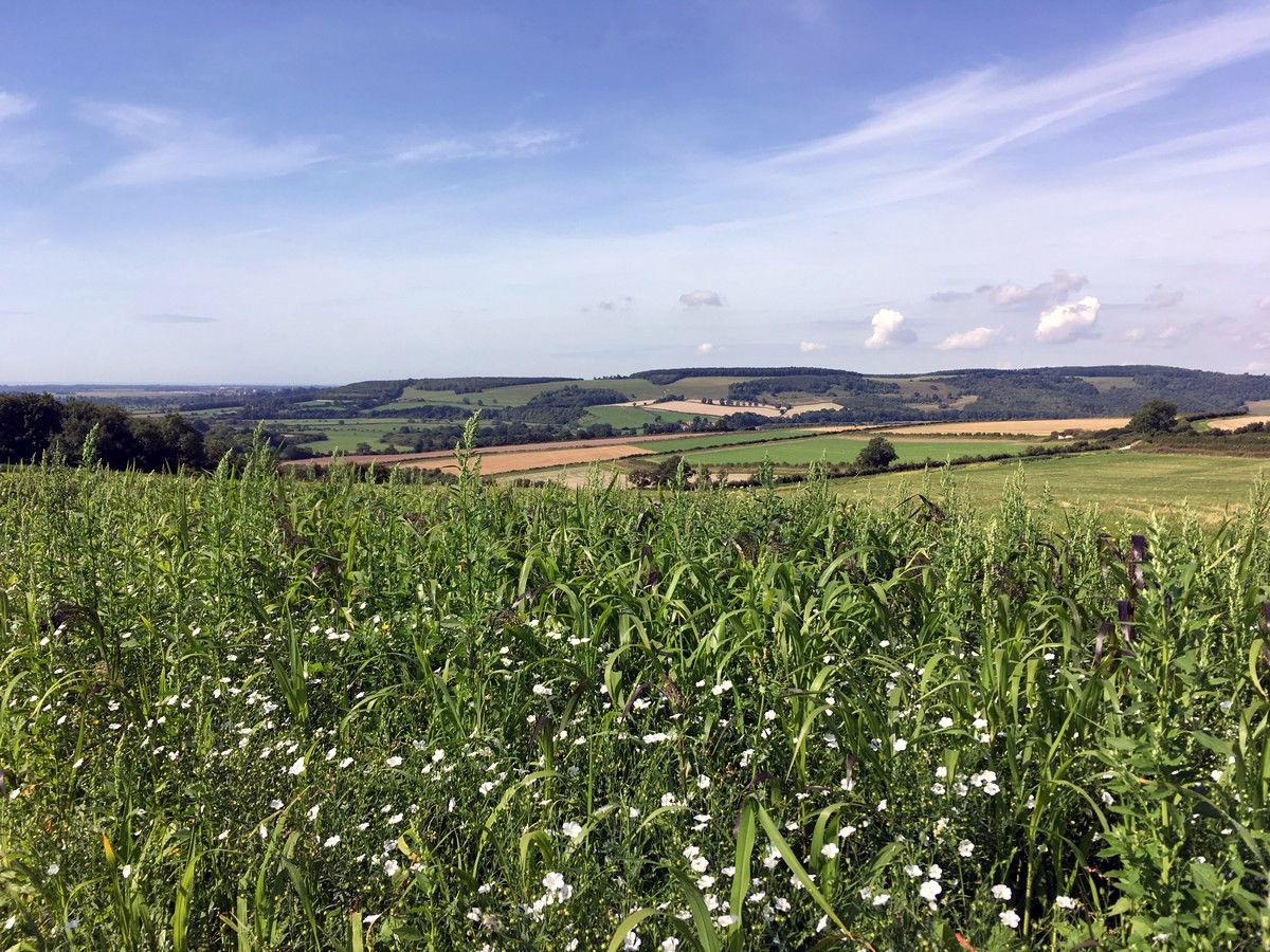 Views towards the Arundel Castle on the Amberley and the River Arun Hike in South Downs, England