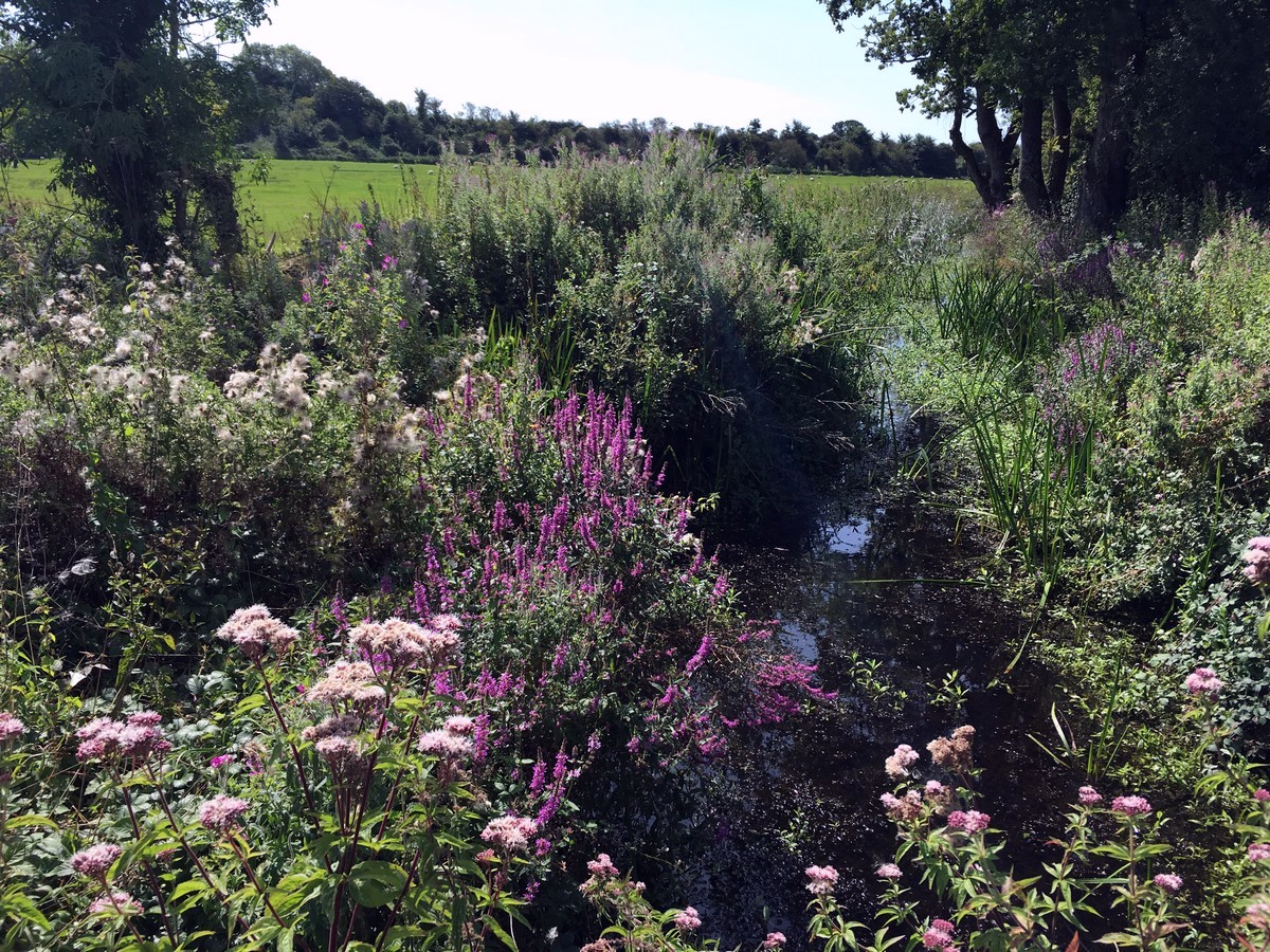 Wildflowers along the river on the Amberley and the River Arun Hike in South Downs, England