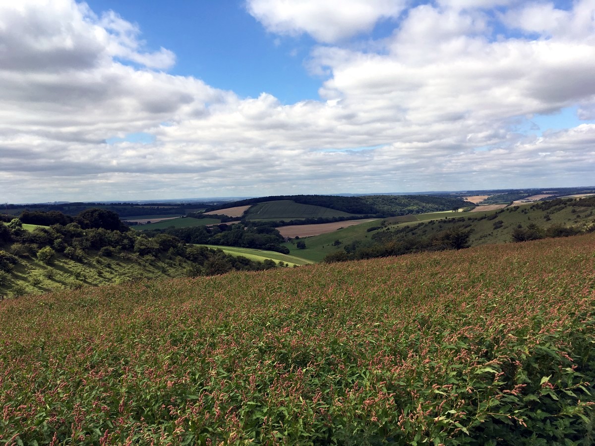 Views from the East Meon and Butser Hill Hike in South Downs, England